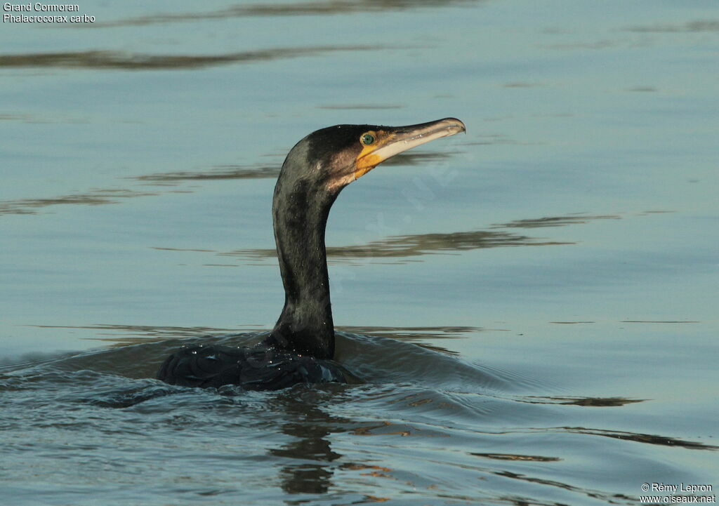 Great Cormorant