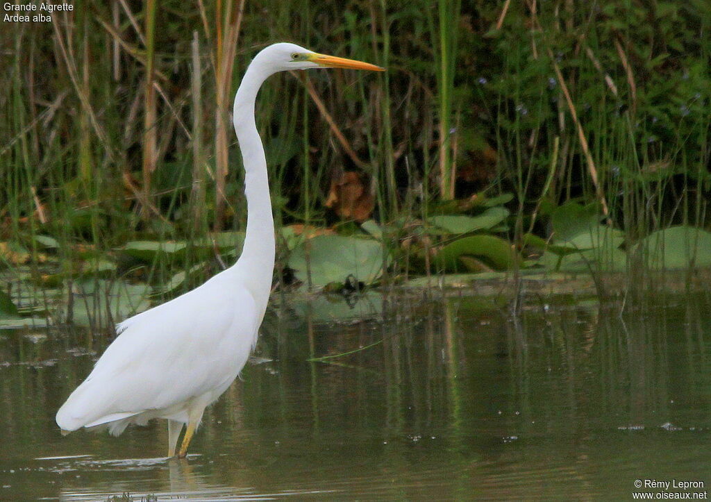 Great Egretadult