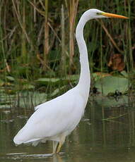 Grande Aigrette