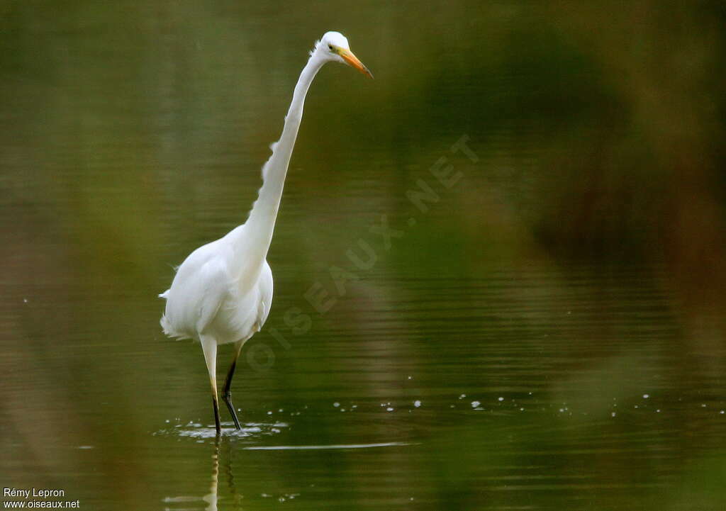 Great Egretadult