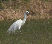 Grande Aigrette