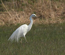 Great Egret