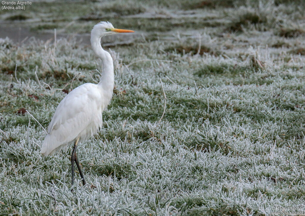 Great Egretadult