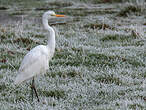 Grande Aigrette