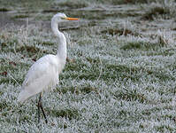 Grande Aigrette