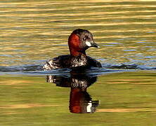 Little Grebe