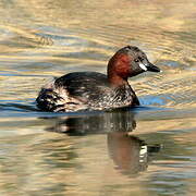 Little Grebe