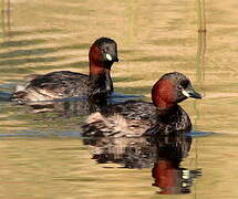 Little Grebe