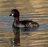 Little Grebe