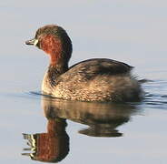 Little Grebe