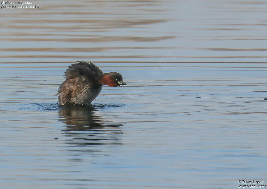 Little Grebe male adult breeding