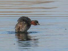 Little Grebe