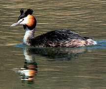 Great Crested Grebe