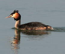 Great Crested Grebe