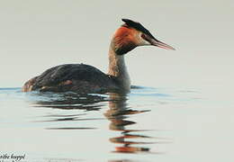 Great Crested Grebe