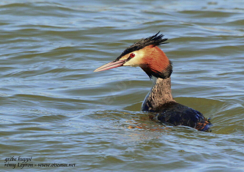 Great Crested Grebeadult breeding