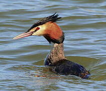 Great Crested Grebe