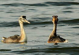 Great Crested Grebe