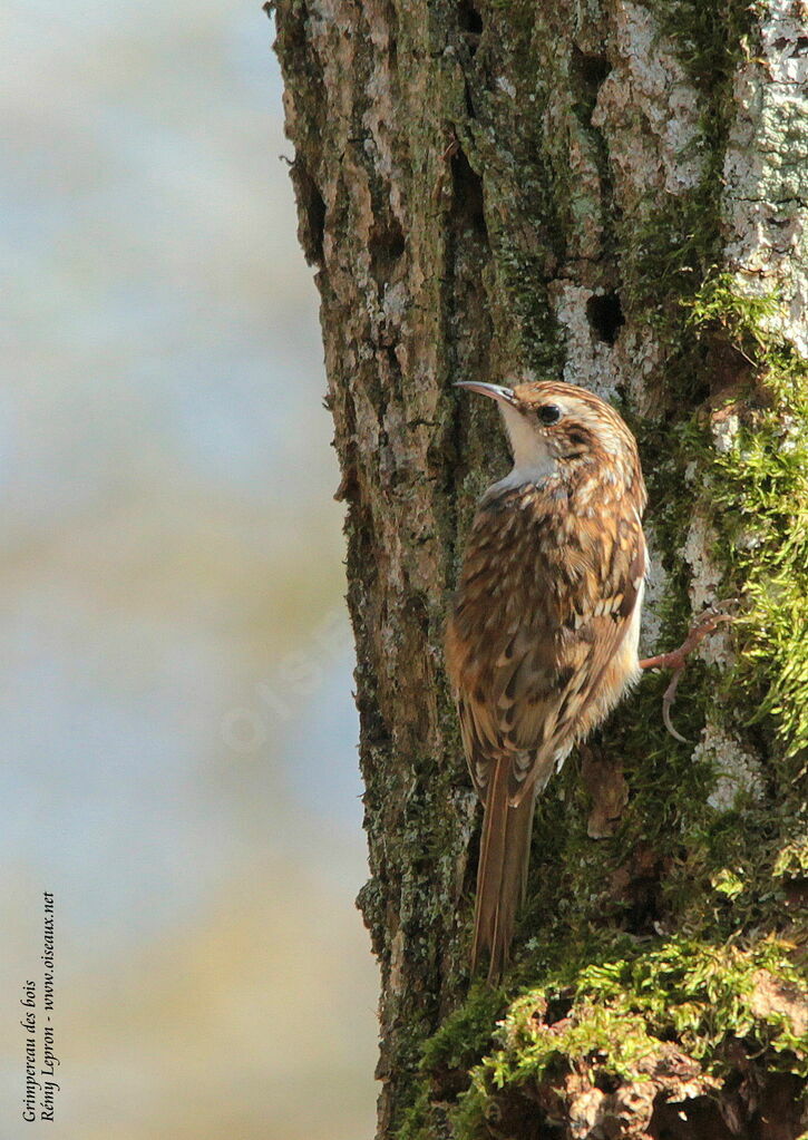 Eurasian Treecreeperadult