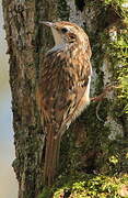 Eurasian Treecreeper