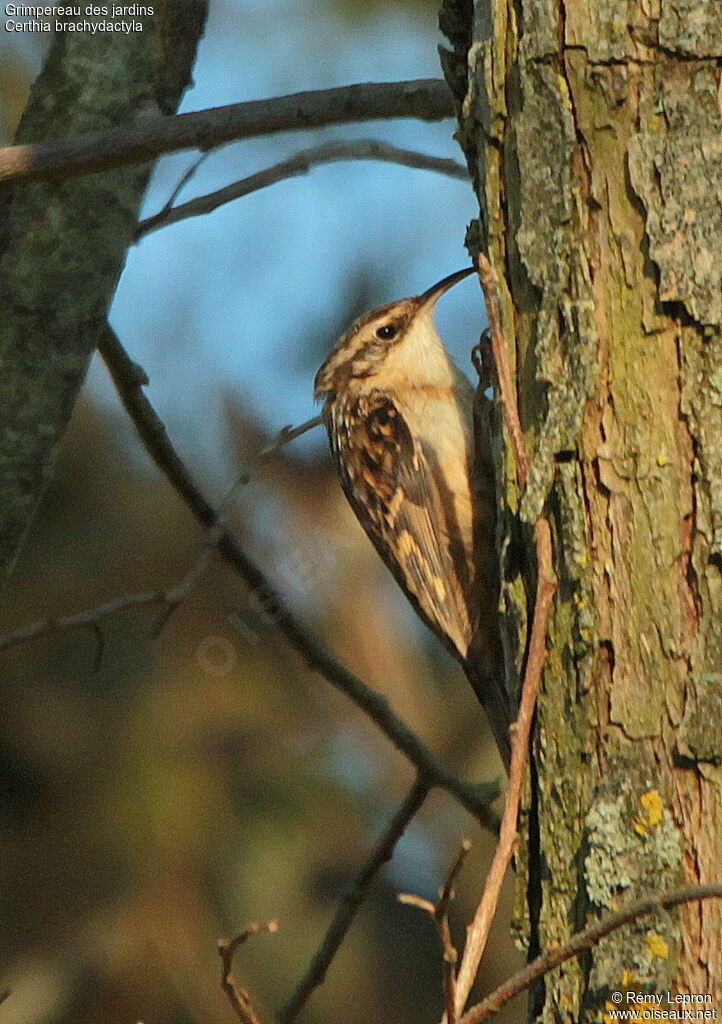 Short-toed Treecreeper