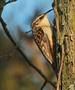 Short-toed Treecreeper