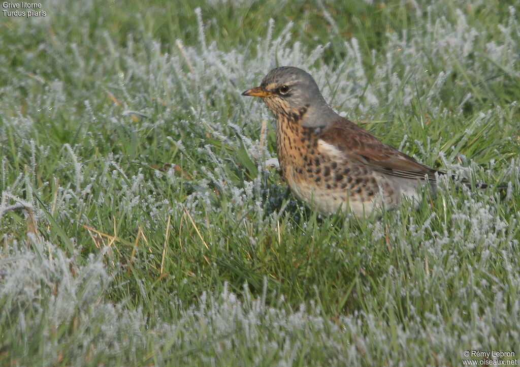 Fieldfare