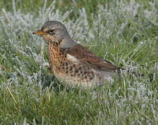 Fieldfare