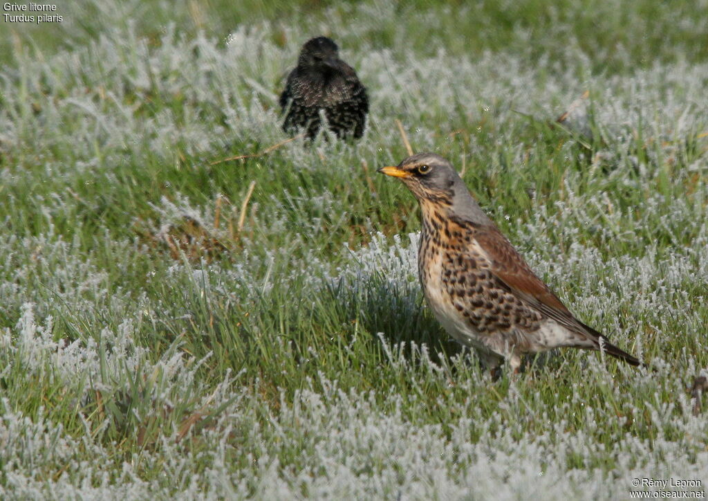 Fieldfare