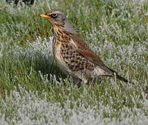 Fieldfare