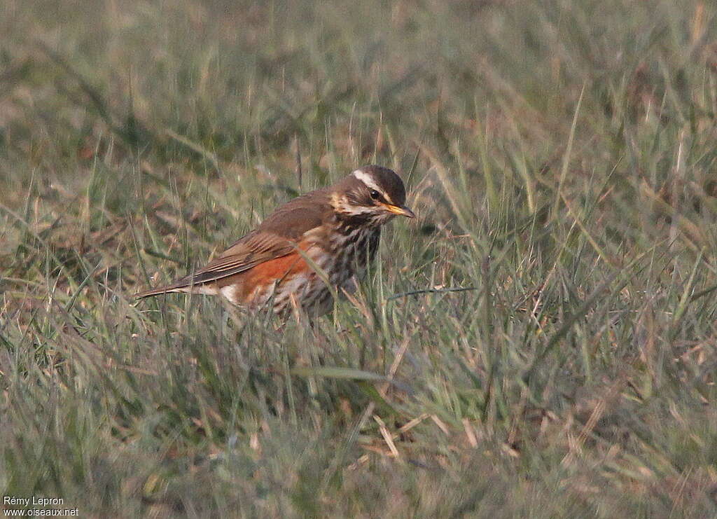 Redwingadult breeding, pigmentation, fishing/hunting