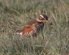 Redwing