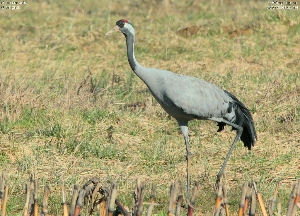 Grue cendréeadulte