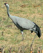 Common Crane