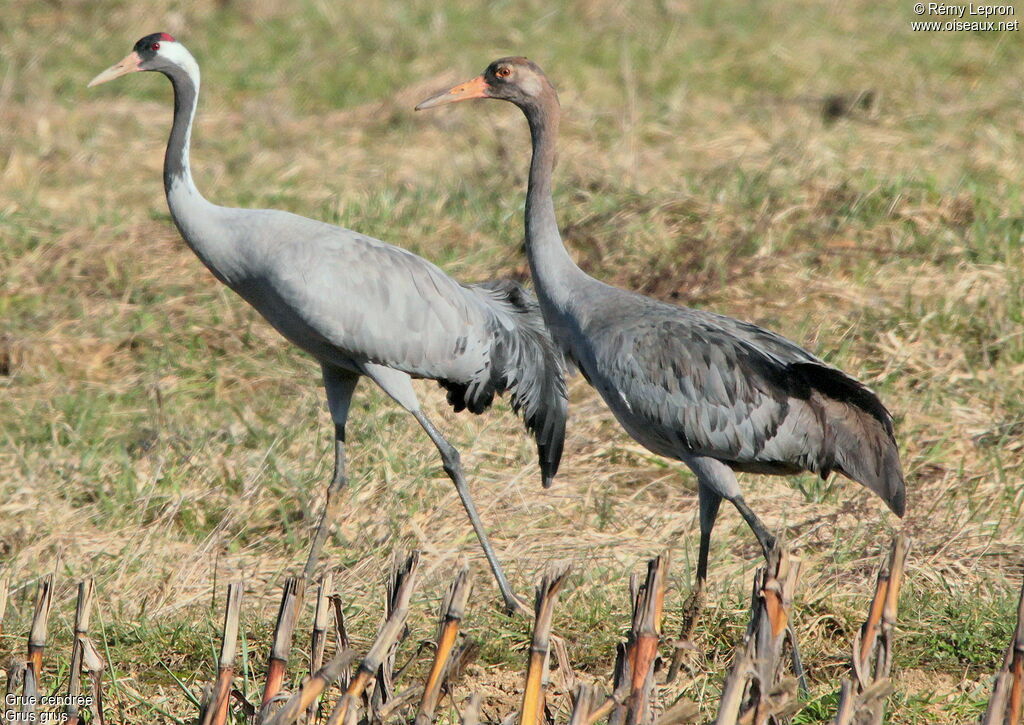 Common Crane