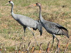 Common Crane