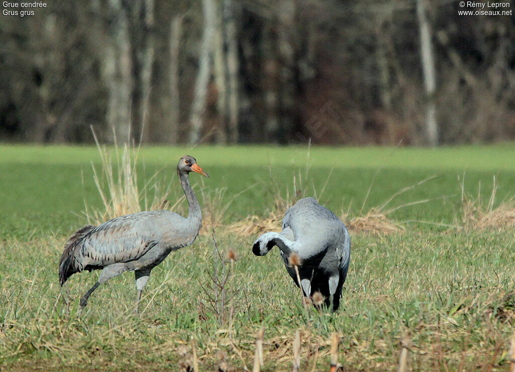 Common CraneFirst year