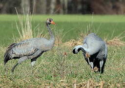 Common Crane