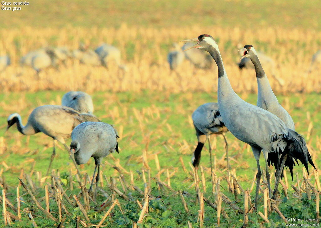 Common Crane male adult