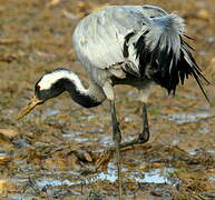 Common Crane