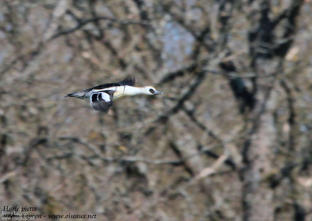 Smew male adult, Flight