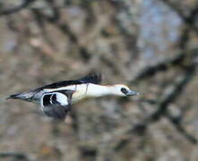 Smew