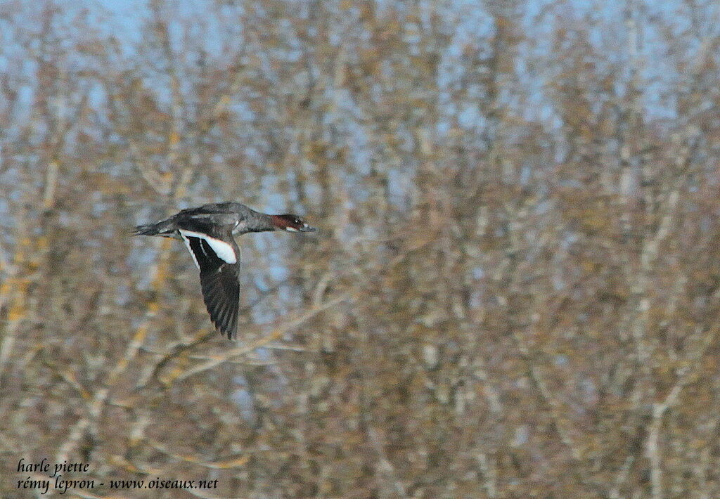 Smew female adult, Flight