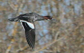 Smew