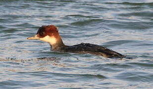 Smew