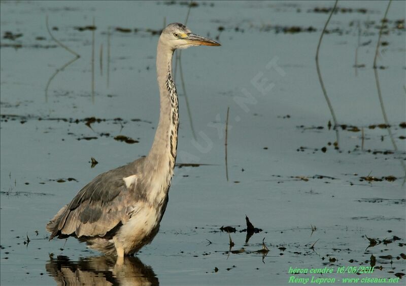 Grey Heron