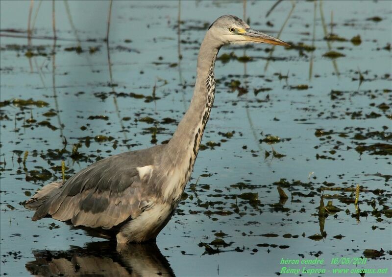 Grey Heron