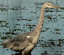 Grey Heron