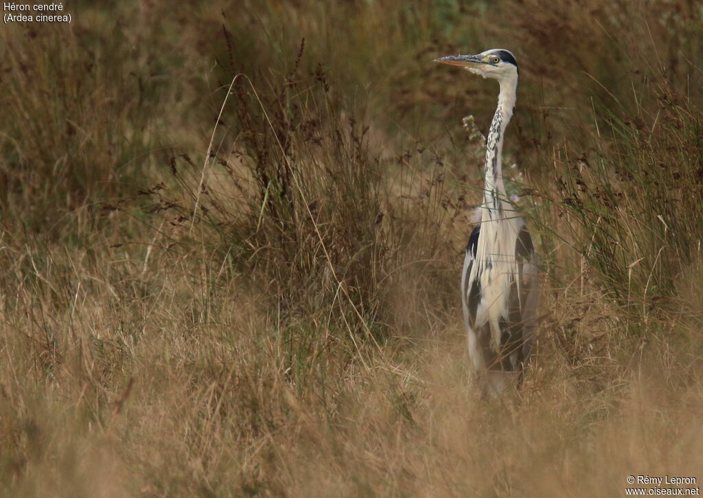 Grey Heronadult