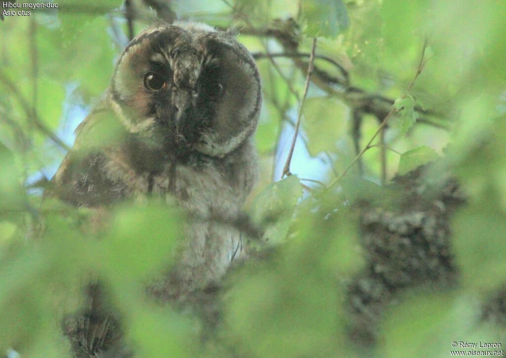 Hibou moyen-duc1ère année